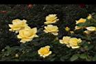 玫瑰花-黃02.JPG