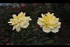 玫瑰花-黃03.JPG