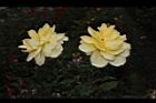 玫瑰花-黃04.JPG
