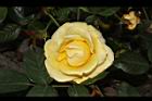 玫瑰花-黃10.JPG