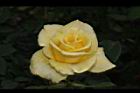 玫瑰花-黃12.JPG