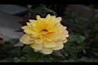 玫瑰花-黃13.JPG