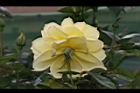 玫瑰花-黃15.JPG