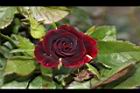 玫瑰花-黑紅00.JPG