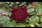 玫瑰花-黑紅03.JPG