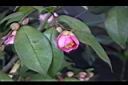 玫瑰連蕊茶-花04.JPG
