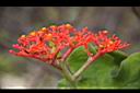 珊瑚油桐-花00.JPG