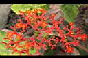 珊瑚油桐-花04.JPG