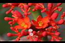珊瑚油桐-花11.JPG
