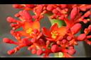 珊瑚油桐-花15.JPG