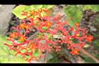 珊瑚油桐-花05.JPG