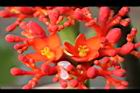 珊瑚油桐-花09.JPG