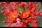 珊瑚油桐-花10.JPG