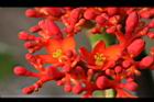 珊瑚油桐-花12.JPG