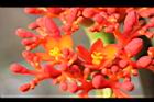 珊瑚油桐-花14.JPG