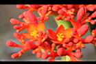珊瑚油桐-花16.JPG