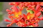 珊瑚油桐-花17.JPG