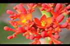 珊瑚油桐-花18.JPG