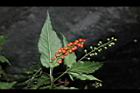 珊瑚珠-實06.JPG