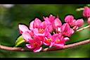 珊瑚藤-花1.jpg