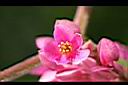 珊瑚藤-花3.jpg