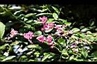 珊瑚藤-花11.jpg