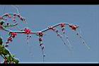 珊瑚藤-花14.jpg