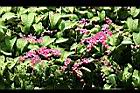 珊瑚藤-花15.jpg