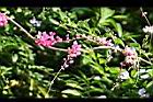 珊瑚藤-花16.jpg