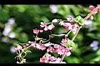 珊瑚藤-花18.jpg