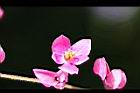 珊瑚藤-花2.jpg