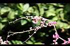 珊瑚藤-花5.jpg