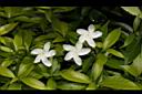 珍珠山馬茶-花00.JPG