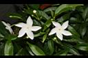 珍珠山馬茶-花05.JPG