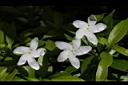 珍珠山馬茶-花06.JPG