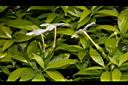 珍珠山馬茶-花07.JPG