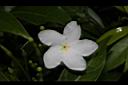 珍珠山馬茶-花11.JPG