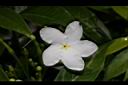 珍珠山馬茶-花15.JPG