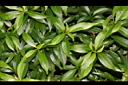 珍珠山馬茶-葉00.JPG