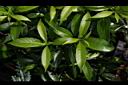 珍珠山馬茶-葉01.JPG