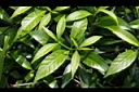 珍珠山馬茶-葉04.JPG