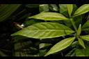 珍珠山馬茶-葉07.JPG