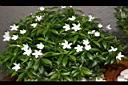 珍珠山馬茶02.JPG