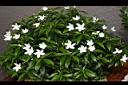 珍珠山馬茶06.JPG