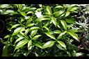 珍珠山馬茶12.JPG