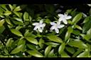 珍珠山馬茶16.JPG