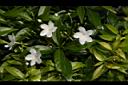 珍珠山馬茶23.JPG