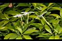 珍珠山馬茶27.JPG