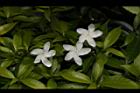 珍珠山馬茶-花01.JPG