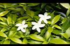 珍珠山馬茶-花02.JPG